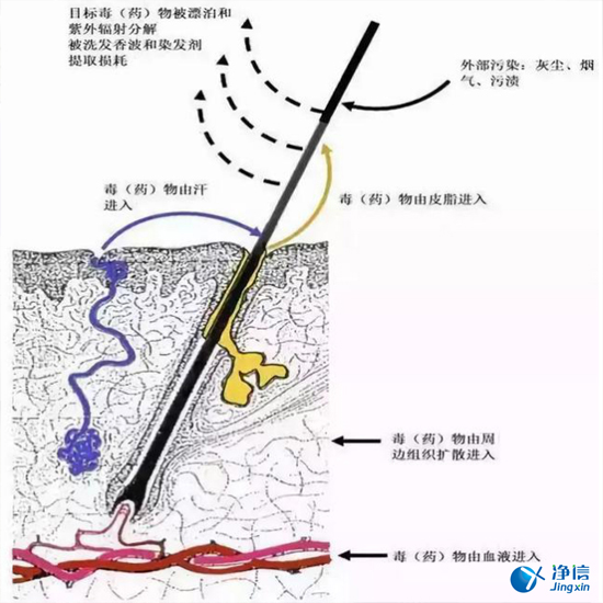 毛發毒品檢測儀檢測腿毛竟可以測出吸毒?做了全身脫毛也可以？
